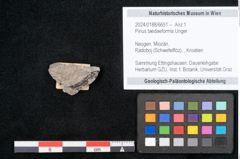 Foto (Objekt + Etikett) von Pinus taedaeformis Unger (NHMW-GEO-2024-0188-6651)